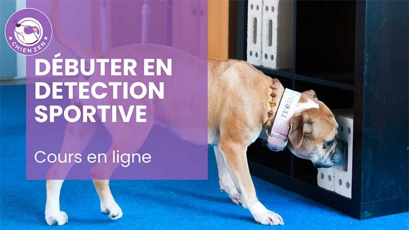 Débuter en détection sportive formation en ligne