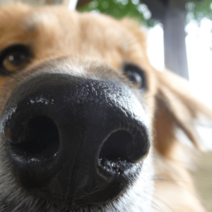 Importance de l'odorat chez le chien