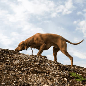 Les 5D en éducation canine