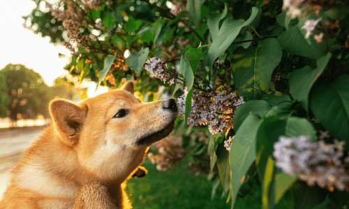 Mon chien a-t-il du flair?