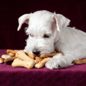 Recette de friandises pour chien fait maison