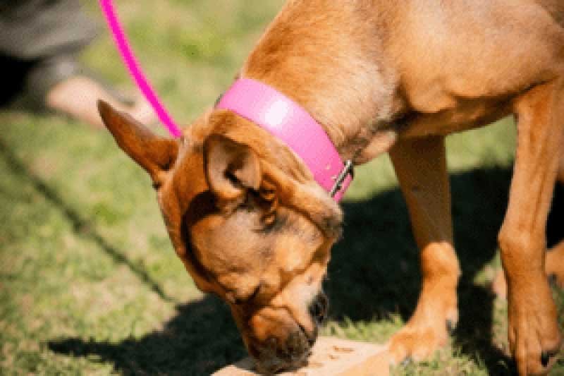 A quelle fréquence entraîner son chien ?